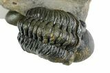 Two Detailed Reedops Trilobites - Atchana, Morocco #353039-2